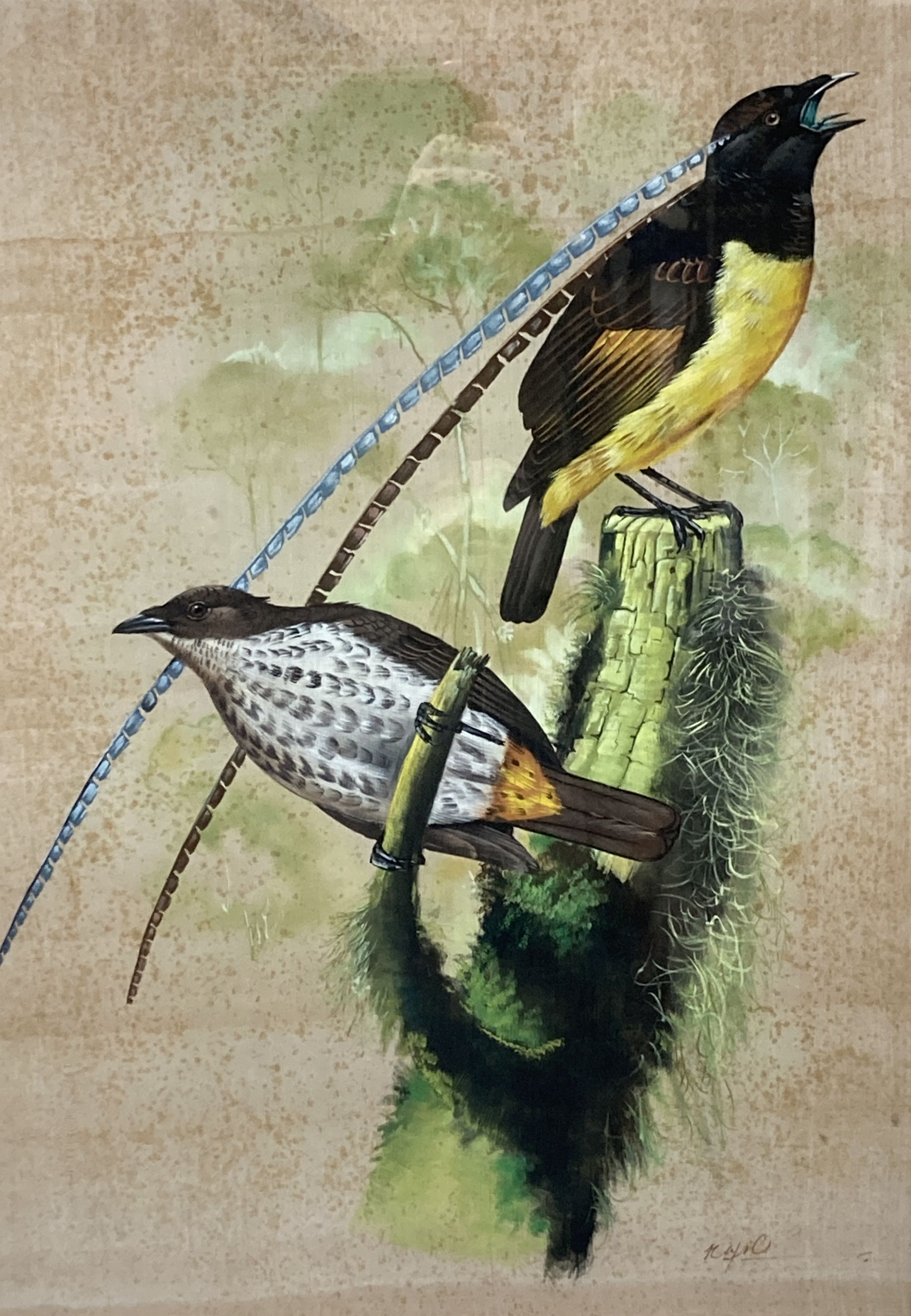 Eastern School, gouache on silk, Study of birds of Paradise, indistinctly signed, 61 x 43cm